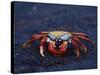 Sally Lightfoot Crab, Fernandina Island, Galapagos Islands, Ecuador, South America-James Hager-Stretched Canvas
