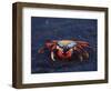Sally Lightfoot Crab, Fernandina Island, Galapagos Islands, Ecuador, South America-James Hager-Framed Photographic Print