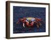 Sally Lightfoot Crab, Fernandina Island, Galapagos Islands, Ecuador, South America-James Hager-Framed Photographic Print