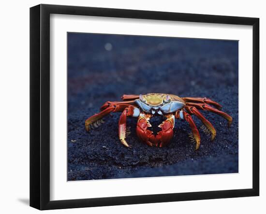 Sally Lightfoot Crab, Fernandina Island, Galapagos Islands, Ecuador, South America-James Hager-Framed Photographic Print