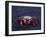 Sally Lightfoot Crab, Fernandina Island, Galapagos Islands, Ecuador, South America-James Hager-Framed Photographic Print