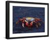 Sally Lightfoot Crab, Fernandina Island, Galapagos Islands, Ecuador, South America-James Hager-Framed Photographic Print