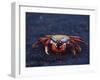 Sally Lightfoot Crab, Fernandina Island, Galapagos Islands, Ecuador, South America-James Hager-Framed Photographic Print