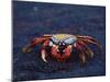 Sally Lightfoot Crab, Fernandina Island, Galapagos Islands, Ecuador, South America-James Hager-Mounted Photographic Print