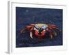 Sally Lightfoot Crab, Fernandina Island, Galapagos Islands, Ecuador, South America-James Hager-Framed Photographic Print