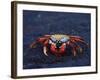 Sally Lightfoot Crab, Fernandina Island, Galapagos Islands, Ecuador, South America-James Hager-Framed Photographic Print