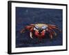 Sally Lightfoot Crab, Fernandina Island, Galapagos Islands, Ecuador, South America-James Hager-Framed Photographic Print