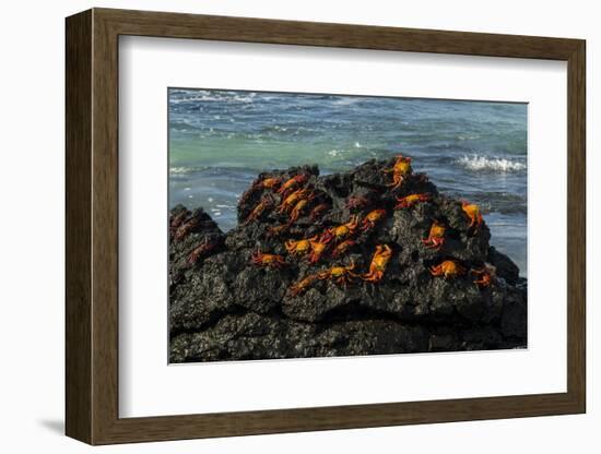 Sally Lightfoot Crab (Grapsus grapsus), Bachas beach, North Seymour island, Galapagos islands-Sergio Pitamitz-Framed Photographic Print