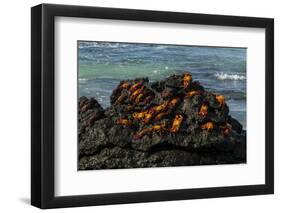 Sally Lightfoot Crab (Grapsus grapsus), Bachas beach, North Seymour island, Galapagos islands-Sergio Pitamitz-Framed Photographic Print