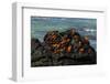 Sally Lightfoot Crab (Grapsus grapsus), Bachas beach, North Seymour island, Galapagos islands-Sergio Pitamitz-Framed Photographic Print