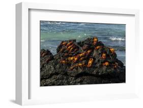 Sally Lightfoot Crab (Grapsus grapsus), Bachas beach, North Seymour island, Galapagos islands-Sergio Pitamitz-Framed Photographic Print
