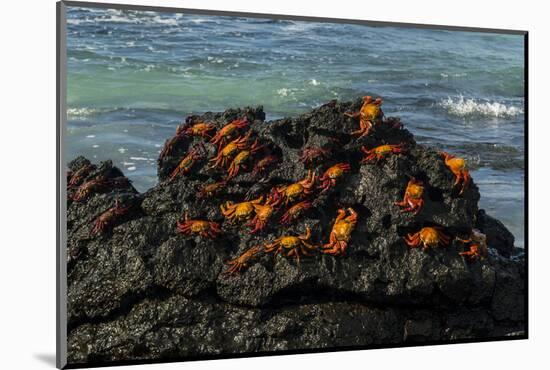 Sally Lightfoot Crab (Grapsus grapsus), Bachas beach, North Seymour island, Galapagos islands-Sergio Pitamitz-Mounted Photographic Print