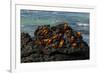 Sally Lightfoot Crab (Grapsus grapsus), Bachas beach, North Seymour island, Galapagos islands-Sergio Pitamitz-Framed Photographic Print