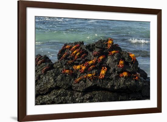 Sally Lightfoot Crab (Grapsus grapsus), Bachas beach, North Seymour island, Galapagos islands-Sergio Pitamitz-Framed Photographic Print