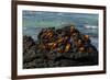 Sally Lightfoot Crab (Grapsus grapsus), Bachas beach, North Seymour island, Galapagos islands-Sergio Pitamitz-Framed Photographic Print