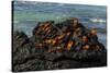 Sally Lightfoot Crab (Grapsus grapsus), Bachas beach, North Seymour island, Galapagos islands-Sergio Pitamitz-Stretched Canvas