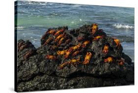 Sally Lightfoot Crab (Grapsus grapsus), Bachas beach, North Seymour island, Galapagos islands-Sergio Pitamitz-Stretched Canvas