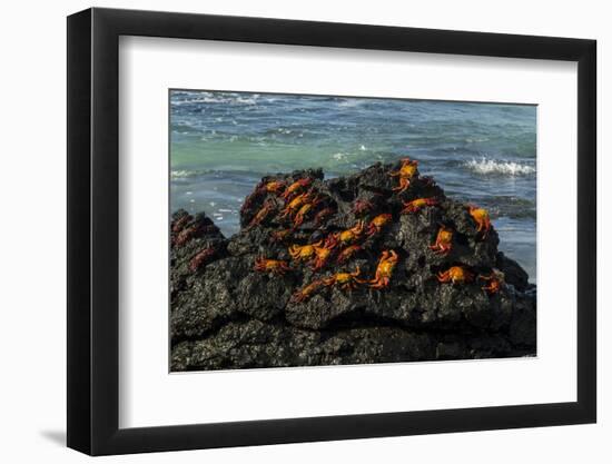 Sally Lightfoot Crab (Grapsus grapsus), Bachas beach, North Seymour island, Galapagos islands-Sergio Pitamitz-Framed Premium Photographic Print