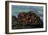 Sally Lightfoot Crab (Grapsus grapsus), Bachas beach, North Seymour island, Galapagos islands-Sergio Pitamitz-Framed Photographic Print