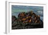 Sally Lightfoot Crab (Grapsus grapsus), Bachas beach, North Seymour island, Galapagos islands-Sergio Pitamitz-Framed Photographic Print