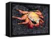 Sally Lightfoot Crab (Grapsus Grapsus), Cormorant Point, Isla Santa Maria, Galapagos Islands-Michael DeFreitas-Framed Stretched Canvas