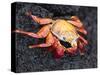 Sally Lightfoot Crab (Grapsus Grapsus), Cormorant Point, Isla Santa Maria, Galapagos Islands-Michael DeFreitas-Stretched Canvas