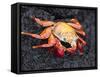 Sally Lightfoot Crab (Grapsus Grapsus), Cormorant Point, Isla Santa Maria, Galapagos Islands-Michael DeFreitas-Framed Stretched Canvas