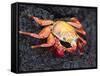 Sally Lightfoot Crab (Grapsus Grapsus), Cormorant Point, Isla Santa Maria, Galapagos Islands-Michael DeFreitas-Framed Stretched Canvas