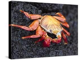 Sally Lightfoot Crab (Grapsus Grapsus), Cormorant Point, Isla Santa Maria, Galapagos Islands-Michael DeFreitas-Stretched Canvas
