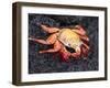 Sally Lightfoot Crab (Grapsus Grapsus), Cormorant Point, Isla Santa Maria, Galapagos Islands-Michael DeFreitas-Framed Premium Photographic Print