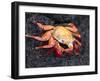 Sally Lightfoot Crab (Grapsus Grapsus), Cormorant Point, Isla Santa Maria, Galapagos Islands-Michael DeFreitas-Framed Premium Photographic Print