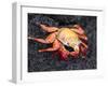 Sally Lightfoot Crab (Grapsus Grapsus), Cormorant Point, Isla Santa Maria, Galapagos Islands-Michael DeFreitas-Framed Premium Photographic Print