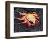 Sally Lightfoot Crab (Grapsus Grapsus), Cormorant Point, Isla Santa Maria, Galapagos Islands-Michael DeFreitas-Framed Photographic Print