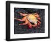 Sally Lightfoot Crab (Grapsus Grapsus), Cormorant Point, Isla Santa Maria, Galapagos Islands-Michael DeFreitas-Framed Photographic Print