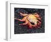 Sally Lightfoot Crab (Grapsus Grapsus), Cormorant Point, Isla Santa Maria, Galapagos Islands-Michael DeFreitas-Framed Photographic Print