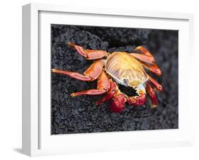 Sally Lightfoot Crab (Grapsus Grapsus), Cormorant Point, Isla Santa Maria, Galapagos Islands-Michael DeFreitas-Framed Photographic Print