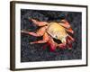 Sally Lightfoot Crab (Grapsus Grapsus), Cormorant Point, Isla Santa Maria, Galapagos Islands-Michael DeFreitas-Framed Photographic Print