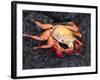 Sally Lightfoot Crab (Grapsus Grapsus), Cormorant Point, Isla Santa Maria, Galapagos Islands-Michael DeFreitas-Framed Photographic Print