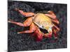 Sally Lightfoot Crab (Grapsus Grapsus), Cormorant Point, Isla Santa Maria, Galapagos Islands-Michael DeFreitas-Mounted Photographic Print