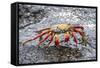 Sally Lightfoot Crab (Grapsus Grapsus), Galapagos, Ecuador, South America-G and M Therin-Weise-Framed Stretched Canvas