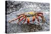 Sally Lightfoot Crab (Grapsus Grapsus), Galapagos, Ecuador, South America-G and M Therin-Weise-Stretched Canvas