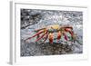 Sally Lightfoot Crab (Grapsus Grapsus), Galapagos, Ecuador, South America-G and M Therin-Weise-Framed Photographic Print