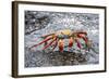 Sally Lightfoot Crab (Grapsus Grapsus), Galapagos, Ecuador, South America-G and M Therin-Weise-Framed Photographic Print