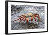 Sally Lightfoot Crab (Grapsus Grapsus), Galapagos, Ecuador, South America-G and M Therin-Weise-Framed Photographic Print