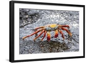 Sally Lightfoot Crab (Grapsus Grapsus), Galapagos, Ecuador, South America-G and M Therin-Weise-Framed Photographic Print