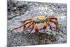 Sally Lightfoot Crab (Grapsus Grapsus), Galapagos, Ecuador, South America-G and M Therin-Weise-Mounted Photographic Print