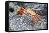 Sally Lightfoot Crab (Grapsus Grapsus), Galapagos, Ecuador, South America-G and M Therin-Weise-Framed Stretched Canvas