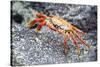 Sally Lightfoot Crab (Grapsus Grapsus), Galapagos, Ecuador, South America-G and M Therin-Weise-Stretched Canvas