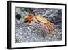 Sally Lightfoot Crab (Grapsus Grapsus), Galapagos, Ecuador, South America-G and M Therin-Weise-Framed Photographic Print