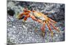 Sally Lightfoot Crab (Grapsus Grapsus), Galapagos, Ecuador, South America-G and M Therin-Weise-Mounted Photographic Print